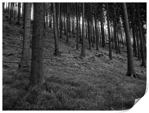 Forest near Karlovy Vary, Czech Republic Print by Dietmar Rauscher