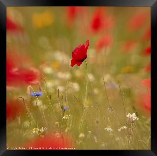 Creative image of poppy Framed Print by Simon Johnson