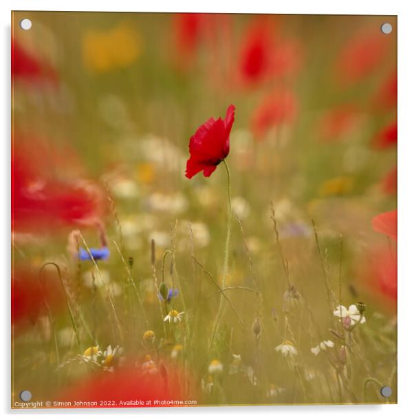 Creative image of poppy Acrylic by Simon Johnson