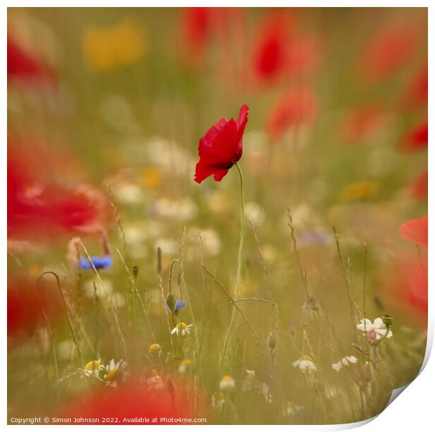 Creative image of poppy Print by Simon Johnson