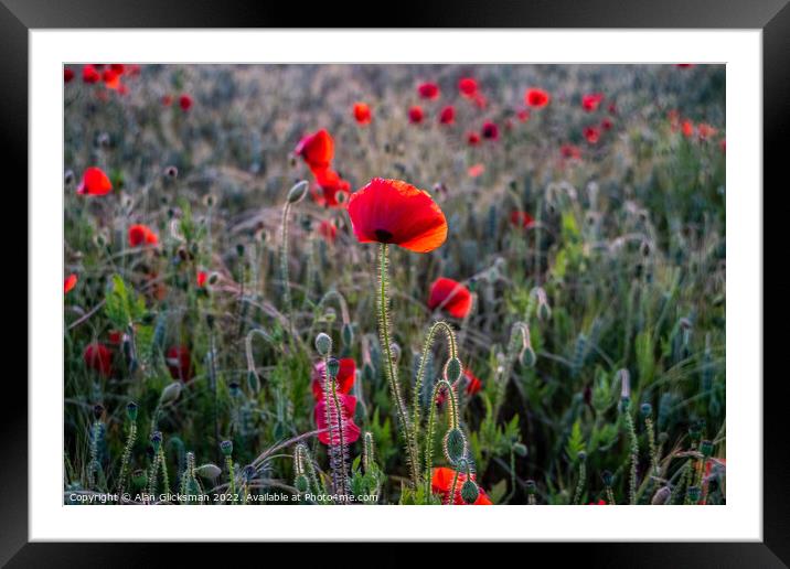 the poppy field  Framed Mounted Print by Alan Glicksman