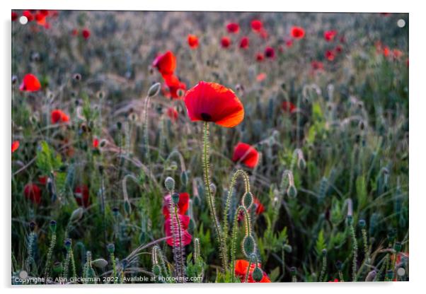 the poppy field  Acrylic by Alan Glicksman