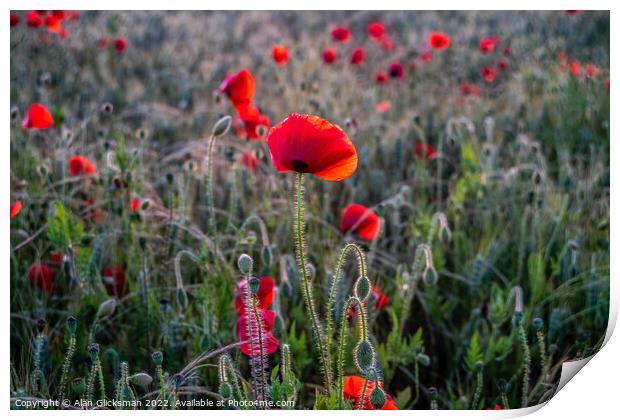 the poppy field  Print by Alan Glicksman