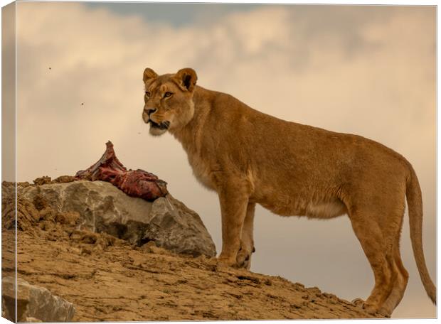 A Lioness Protecting her Dinner Canvas Print by Alistair Duncombe