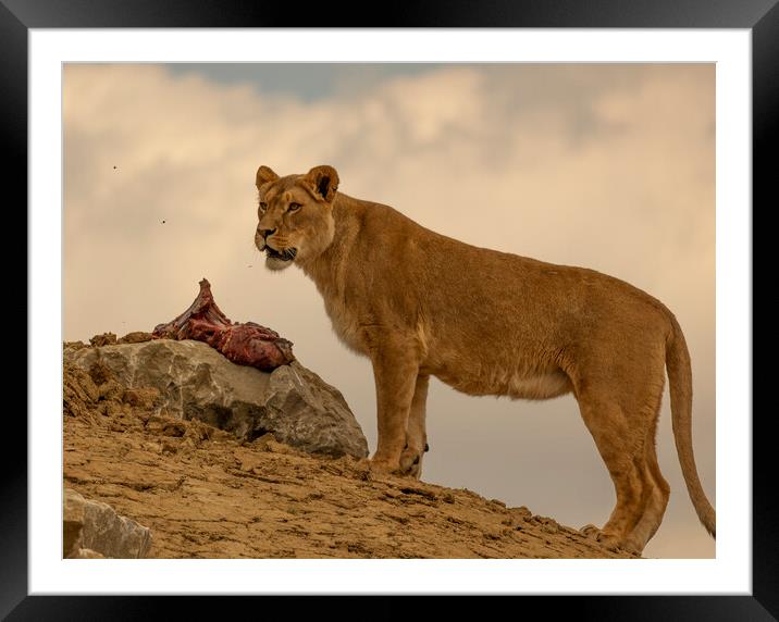 A Lioness Protecting her Dinner Framed Mounted Print by Alistair Duncombe