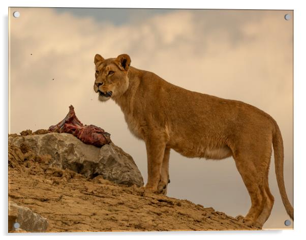 A Lioness Protecting her Dinner Acrylic by Alistair Duncombe