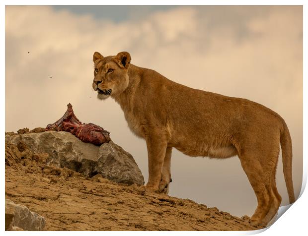 A Lioness Protecting her Dinner Print by Alistair Duncombe