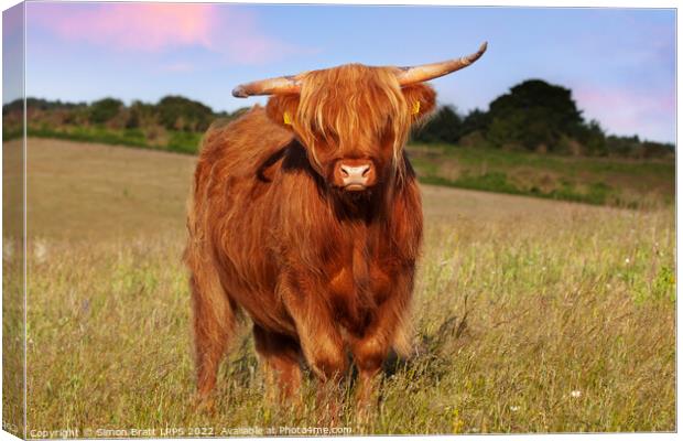 Highland cow long haired animal in meadow Canvas Print by Simon Bratt LRPS