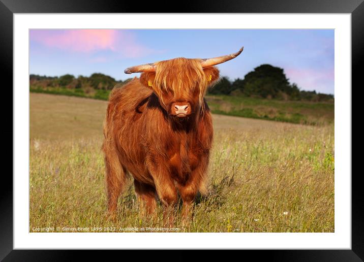 Highland cow long haired animal in meadow Framed Mounted Print by Simon Bratt LRPS