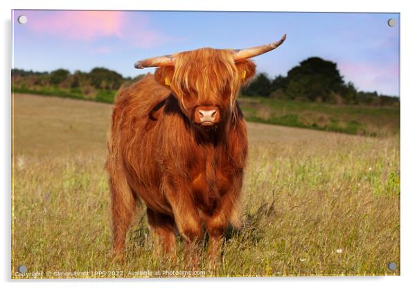 Highland cow long haired animal in meadow Acrylic by Simon Bratt LRPS