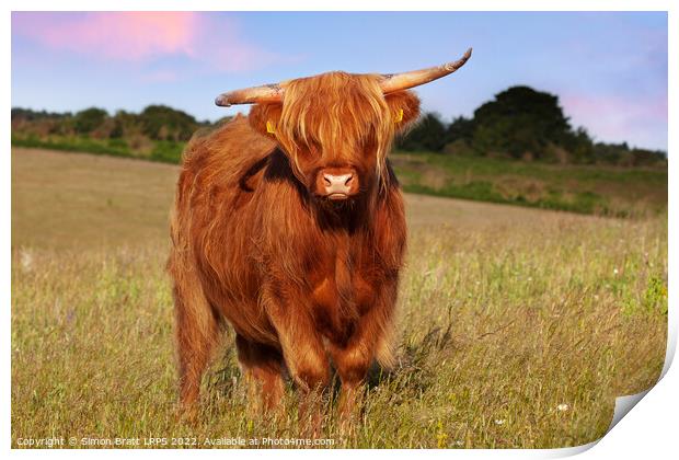Highland cow long haired animal in meadow Print by Simon Bratt LRPS