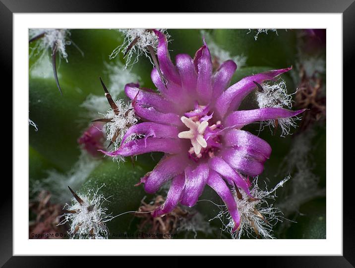 Macro Cactus Flower Framed Mounted Print by Dave Wilkinson North Devon Ph