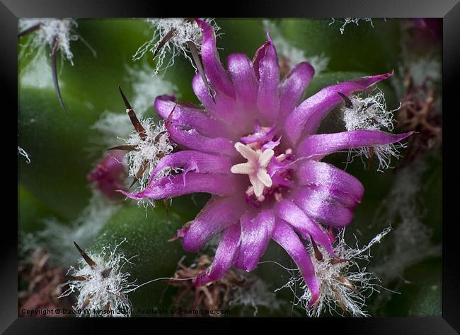 Macro Cactus Flower Framed Print by Dave Wilkinson North Devon Ph
