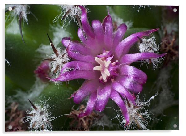 Macro Cactus Flower Acrylic by Dave Wilkinson North Devon Ph