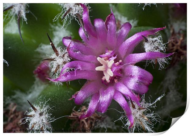 Macro Cactus Flower Print by Dave Wilkinson North Devon Ph