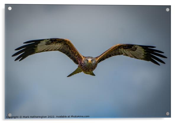 Red Kite Acrylic by Mark Hetherington