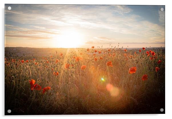 Poppy Field Late Day Sun Acrylic by J Biggadike