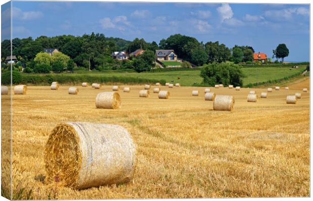Staincross Hay Bales Canvas Print by Darren Galpin