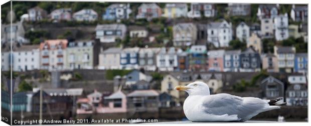 Seagull Canvas Print by Andrew Berry