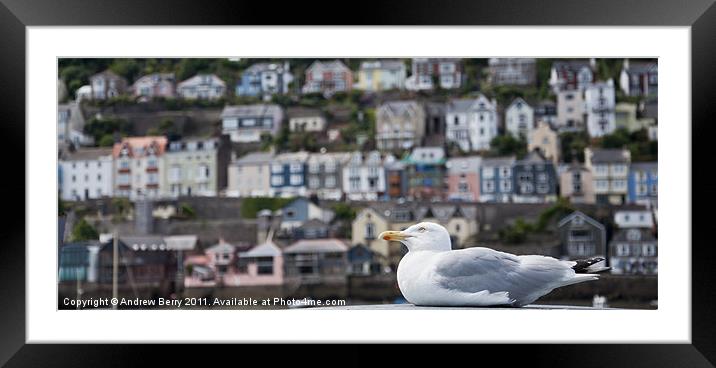 Seagull Framed Mounted Print by Andrew Berry