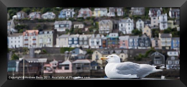 Seagull Framed Print by Andrew Berry