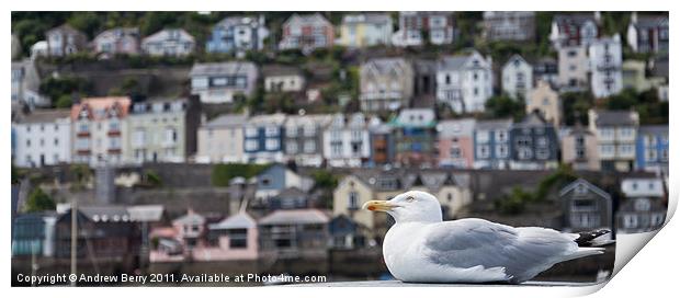 Seagull Print by Andrew Berry