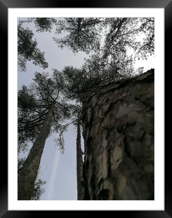 View from below the tree top Framed Mounted Print by Daniel Thomas