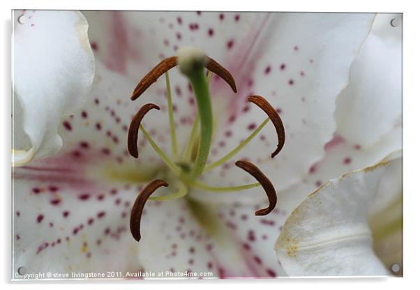 lily close up Acrylic by steve livingstone
