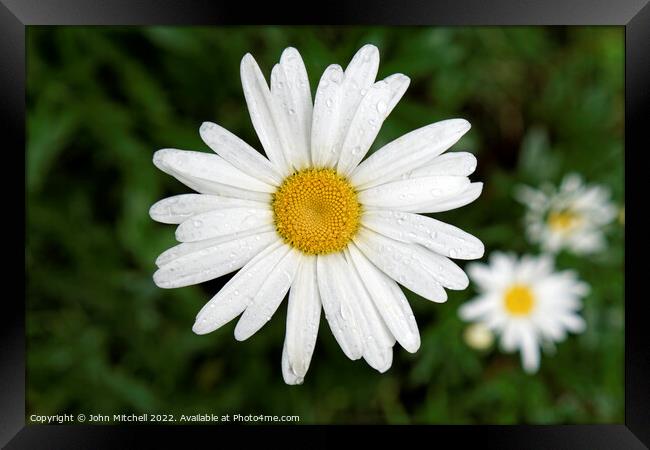 White and Yellow Oxeye Daisy with Dew Drops Framed Print by John Mitchell