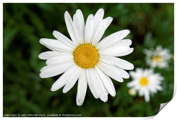 White and Yellow Oxeye Daisy with Dew Drops Print by John Mitchell