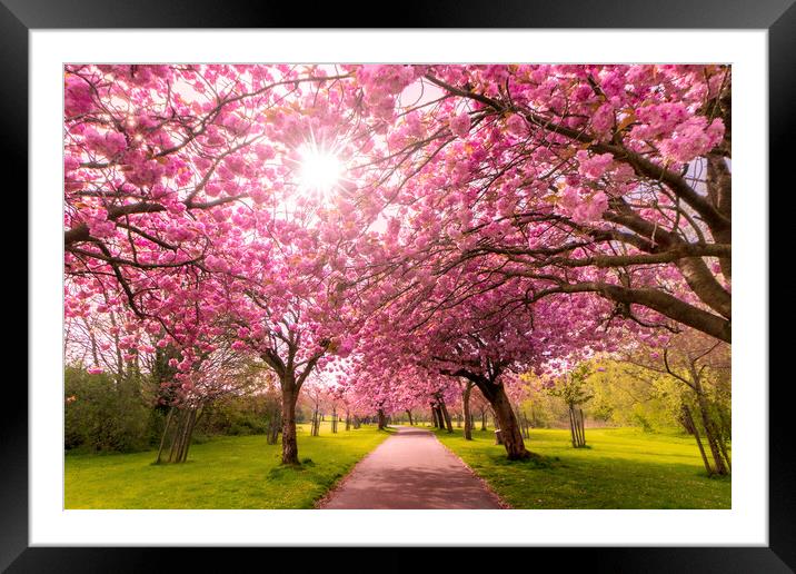 Cherry Blossom Serenity Framed Mounted Print by Kevin Elias