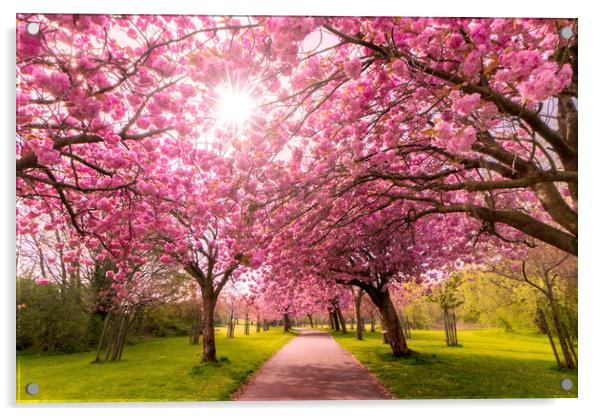 Cherry Blossom Serenity Acrylic by Kevin Elias