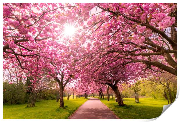 Cherry Blossom Serenity Print by Kevin Elias