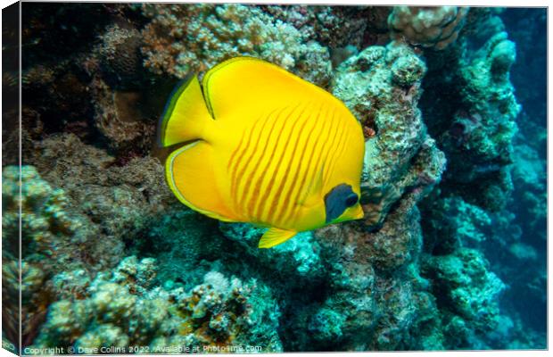 Masked Butterfly fish in the Red Sea, Egypt Canvas Print by Dave Collins