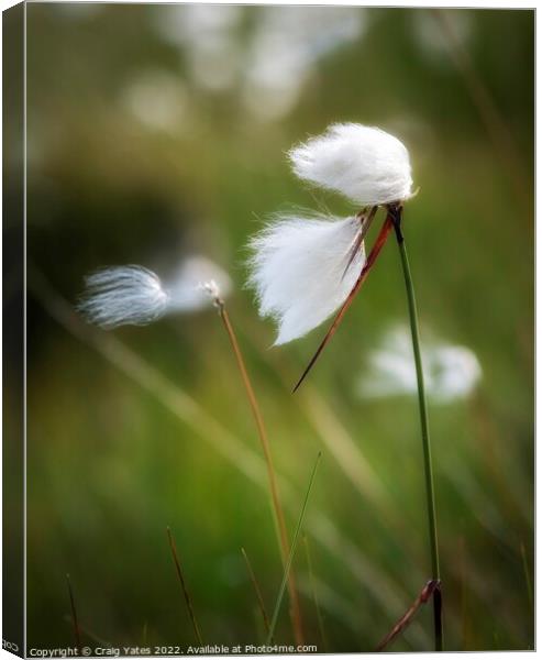 Cotton grass Canvas Print by Craig Yates