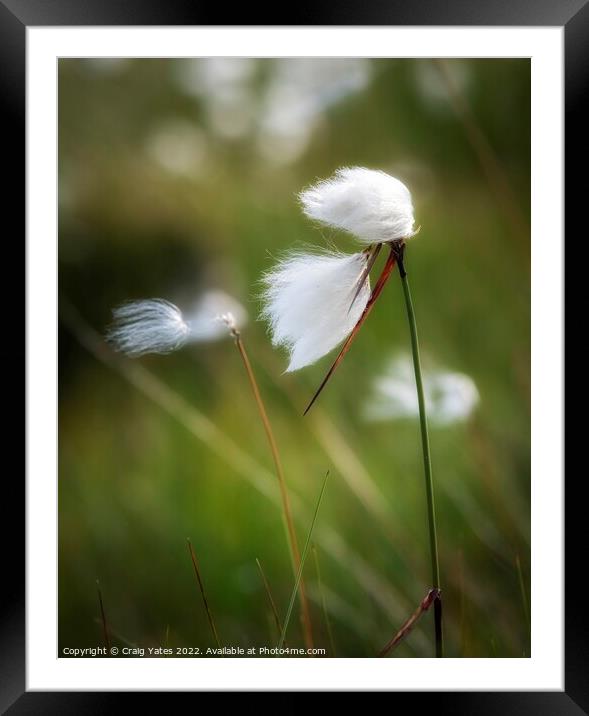 Cotton grass Framed Mounted Print by Craig Yates
