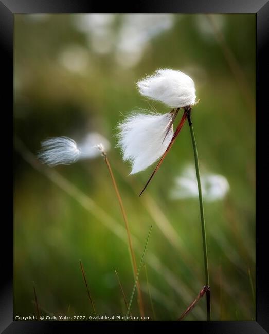 Cotton grass Framed Print by Craig Yates