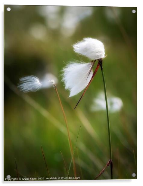 Cotton grass Acrylic by Craig Yates