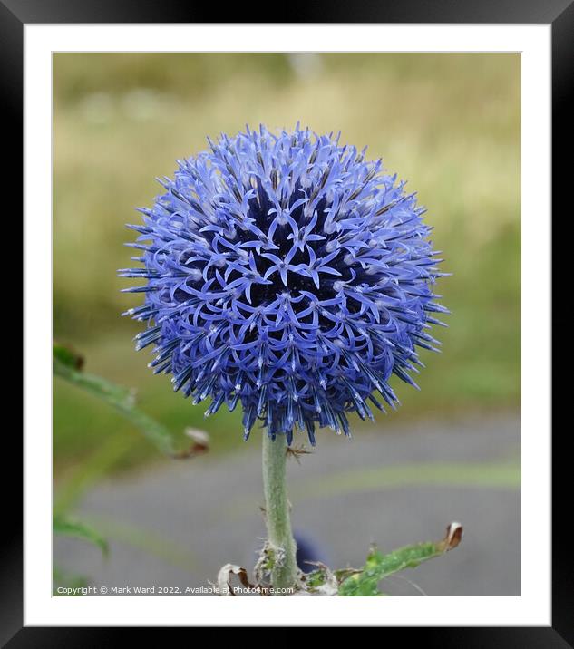Globe Thistle. Framed Mounted Print by Mark Ward