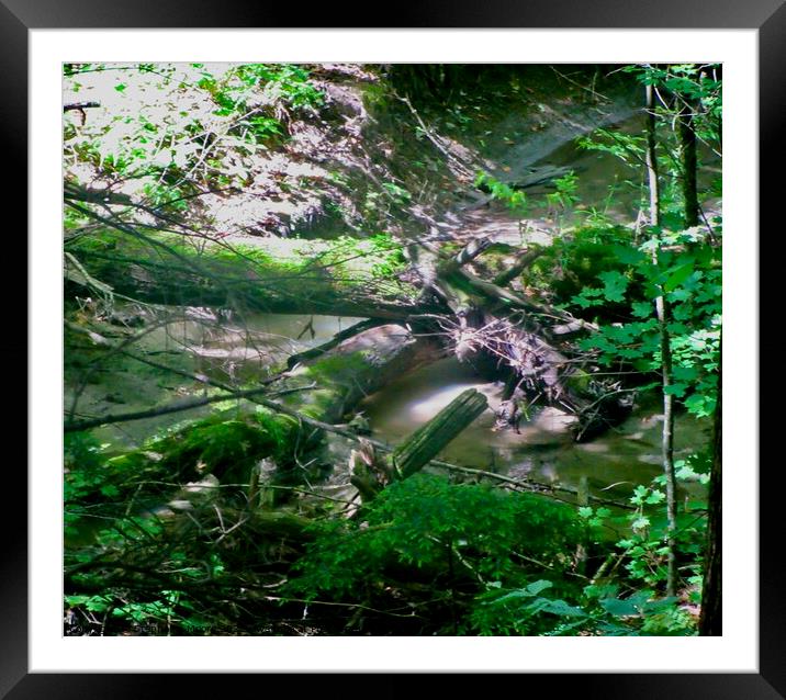 Fallen trees Framed Mounted Print by Stephanie Moore