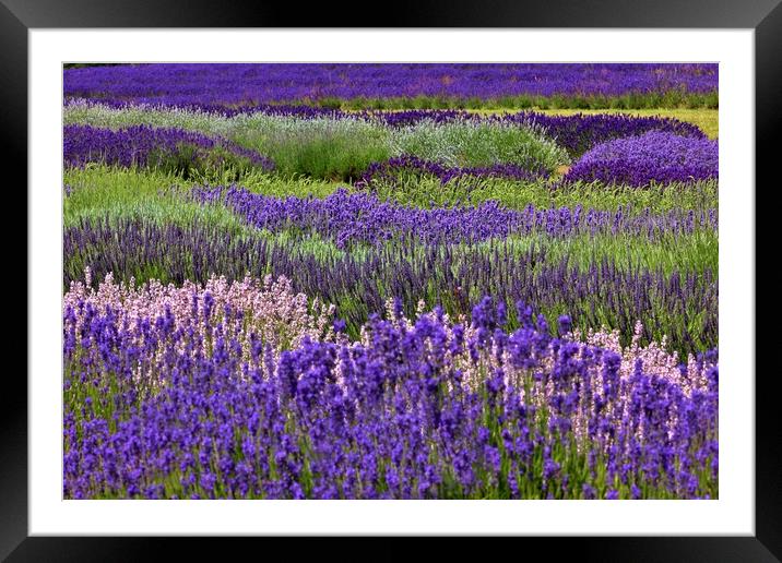 Lavender in the Cotswolds Framed Mounted Print by Susan Snow