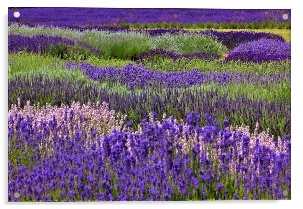 Lavender in the Cotswolds Acrylic by Susan Snow