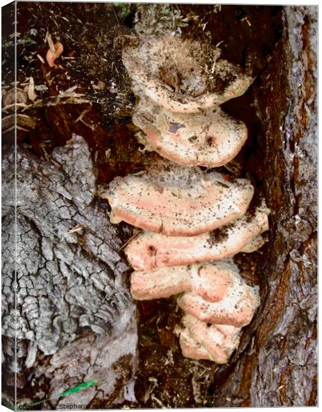 Mushrooms Canvas Print by Stephanie Moore