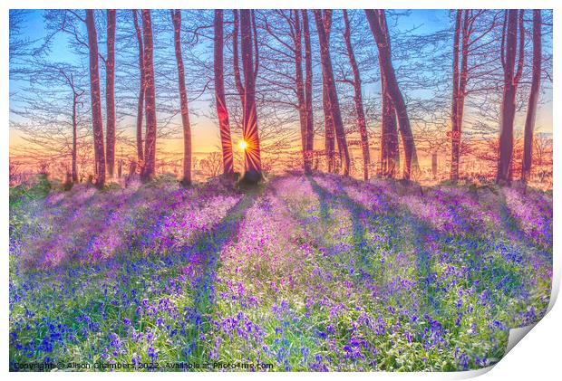 Sunrise Bluebells Print by Alison Chambers