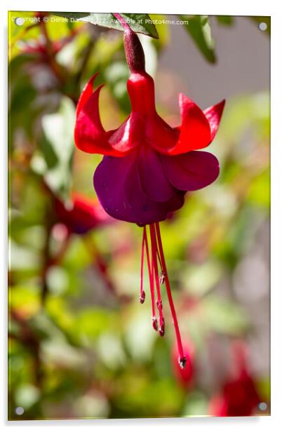 Vibrant Fuchsia Bouquet Acrylic by Derek Daniel