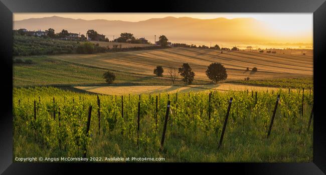 Tuscan landscape at golden hour Framed Print by Angus McComiskey