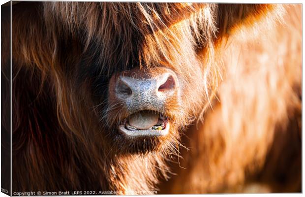 Highland cow face close up with open mouth Canvas Print by Simon Bratt LRPS