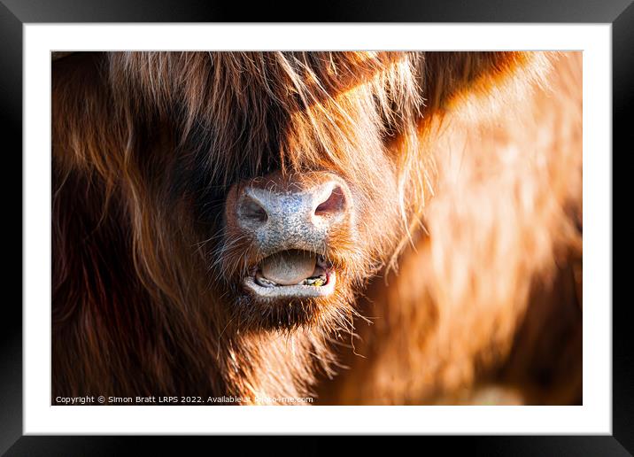 Highland cow face close up with open mouth Framed Mounted Print by Simon Bratt LRPS