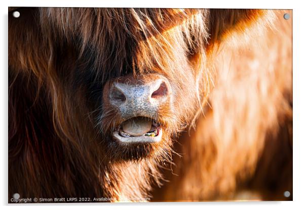 Highland cow face close up with open mouth Acrylic by Simon Bratt LRPS