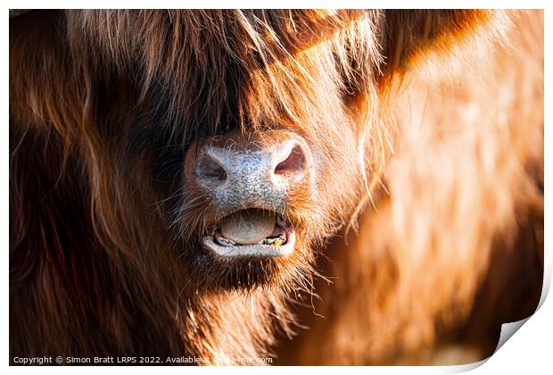 Highland cow face close up with open mouth Print by Simon Bratt LRPS
